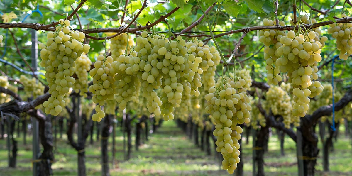 O.P. Agritalia: entra nel vivo la campagna dell’uva da tavola